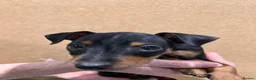 Miniature Pinscher dogs for sale:  Beautiful Purebred Miniature Pinscher Puppies  in Wakefield - Advert 23