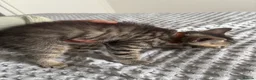American Shorthair cats for sale: 🌟Kittens Ready for 4ever Home🌟 - Advert 25