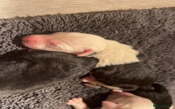 Old English Sheepdog dogs for sale: Kennel Club Reg Old English Sheepdog Puppies - Image 13
