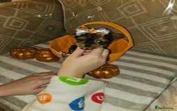 Yorkshire Terrier dogs for sale: Yorkshire terrier puppies  - Image 24