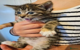 British Shorthair cats for sale: Beautiful kittens  - Image 5