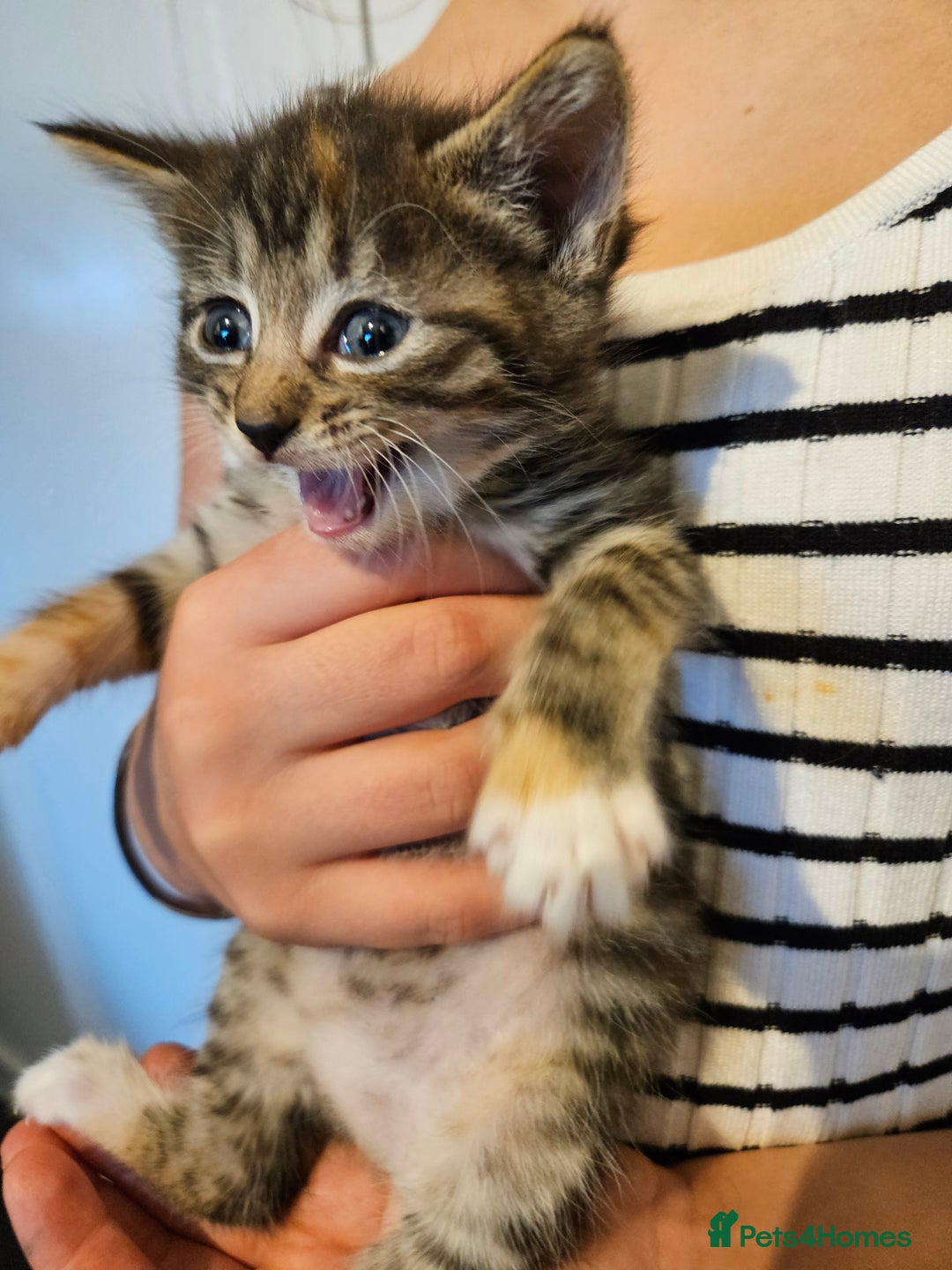 British Shorthair cats for sale: Beautiful kittens  - Image 5