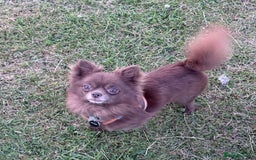 Chihuahua dogs for stud: Oscar for stud  in Warrington - Image 13