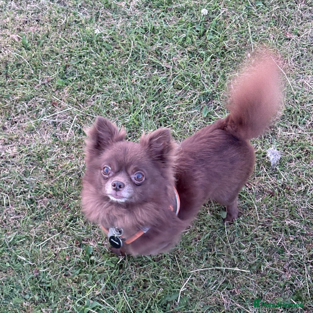 Chihuahua dogs for stud: Oscar for stud  in Warrington - Image 13