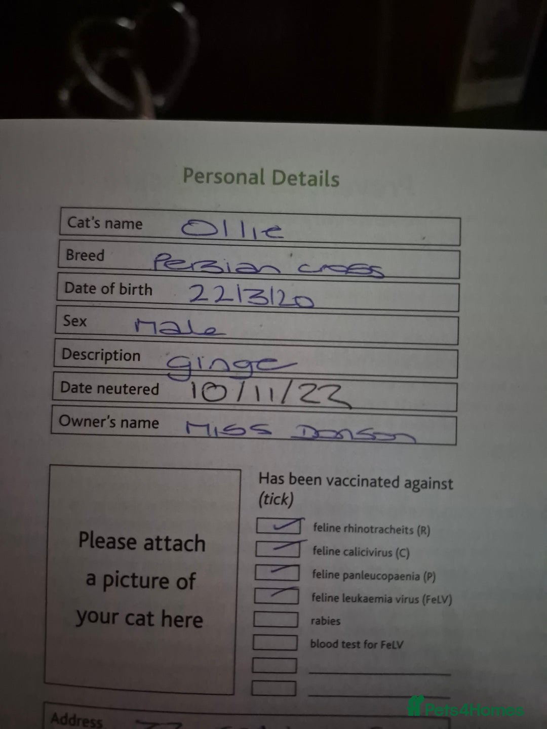 Mixed Breed cats for sale: X2 cats  **   - Advert 7