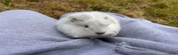 Guinea Pig rodents for sale: Trio of Peruvian femaleguineapigs.Must go together - Advert 6