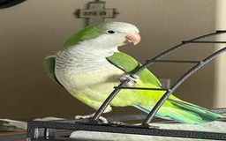 Parrots birds for sale: Beautiful baby tamed green Quaker  talking parrot  in Coventry - Image 1