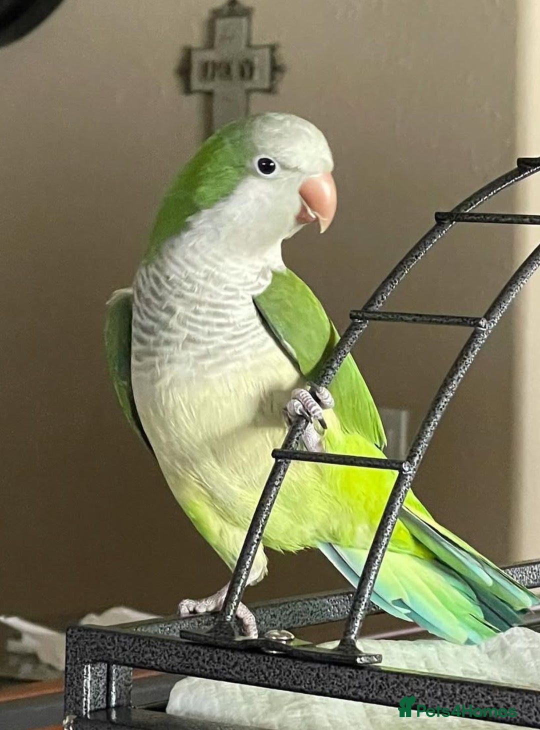 Parrots birds for sale: Beautiful baby tamed green Quaker  talking parrot  in Coventry - Image 1
