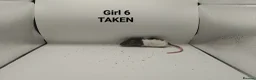 Rat rodents for sale: FEB: 20 Rats (3 Rats: 2 Boys & 1 Girl Left) - Advert 18