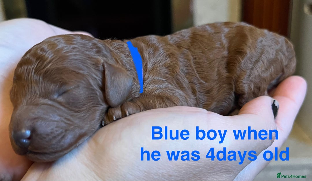 Toy Poodle dogs for sale: Adorable Deep Red Toy Poodle Puppies Available! 🐾 - Image 3