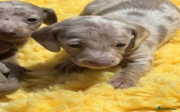 Miniature Dachshund dogs for sale: Miniature Dachshunds - Image 5