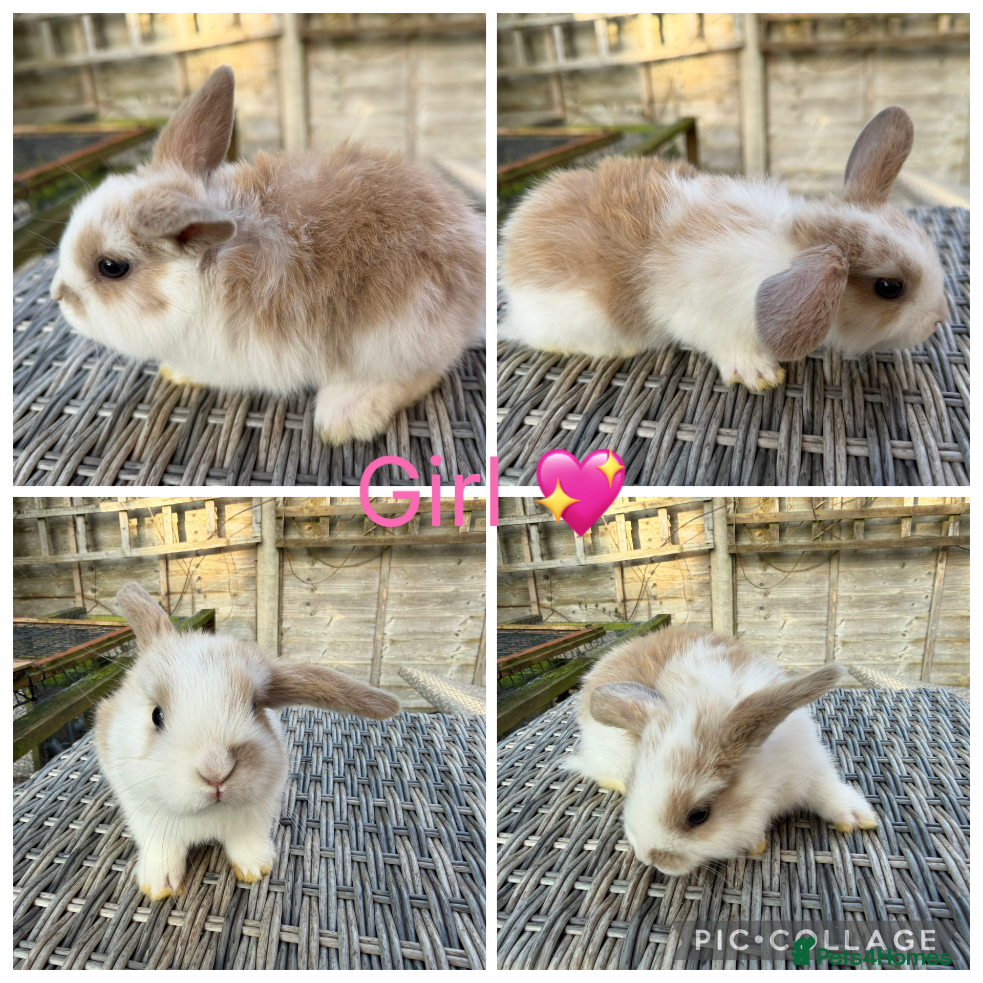 Mini Lop rabbits 2 stunning purebred sister mini lops 🥰 in Heathfield - Advert 2