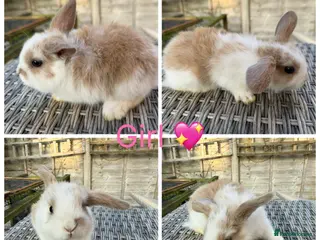 Mini Lop rabbits 2 stunning purebred sister mini lops 🥰 in Heathfield - Advert 1