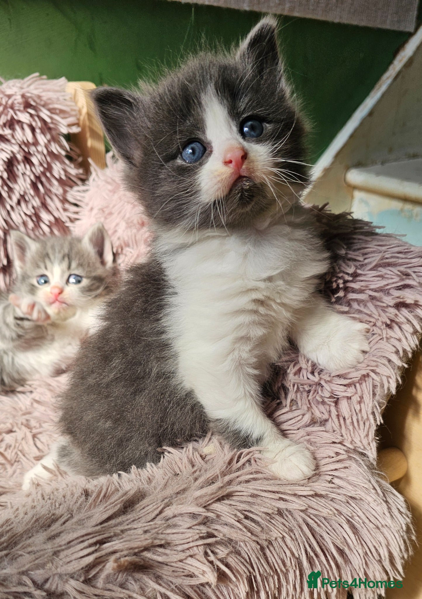 Ragdoll cats Ragdoll cross  - Advert 1