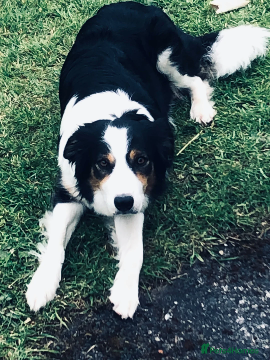 Border Collie dogs for sale: Puppies - Advert 1