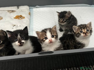 LaPerm cats Long Coat Laperm kittens - Advert 1