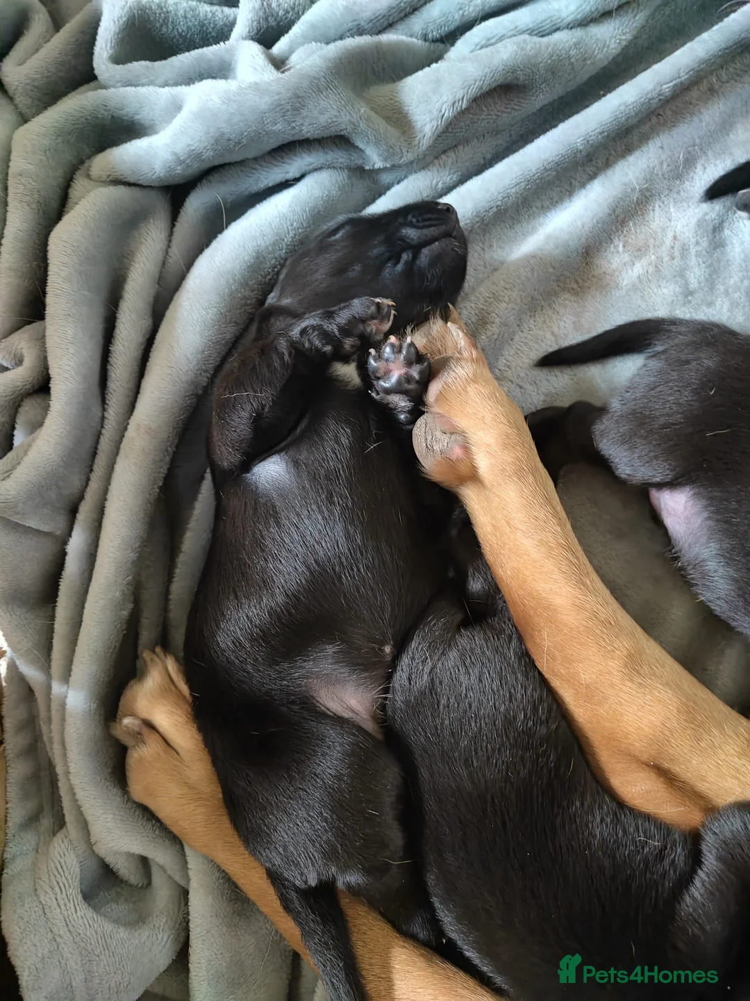 Borador dogs for sale: Labrador x Collie Puppies - Advert 4