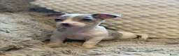 Jack Russell dogs for sale: Miniature Rare Coloured imported line JR babies  - Advert 8