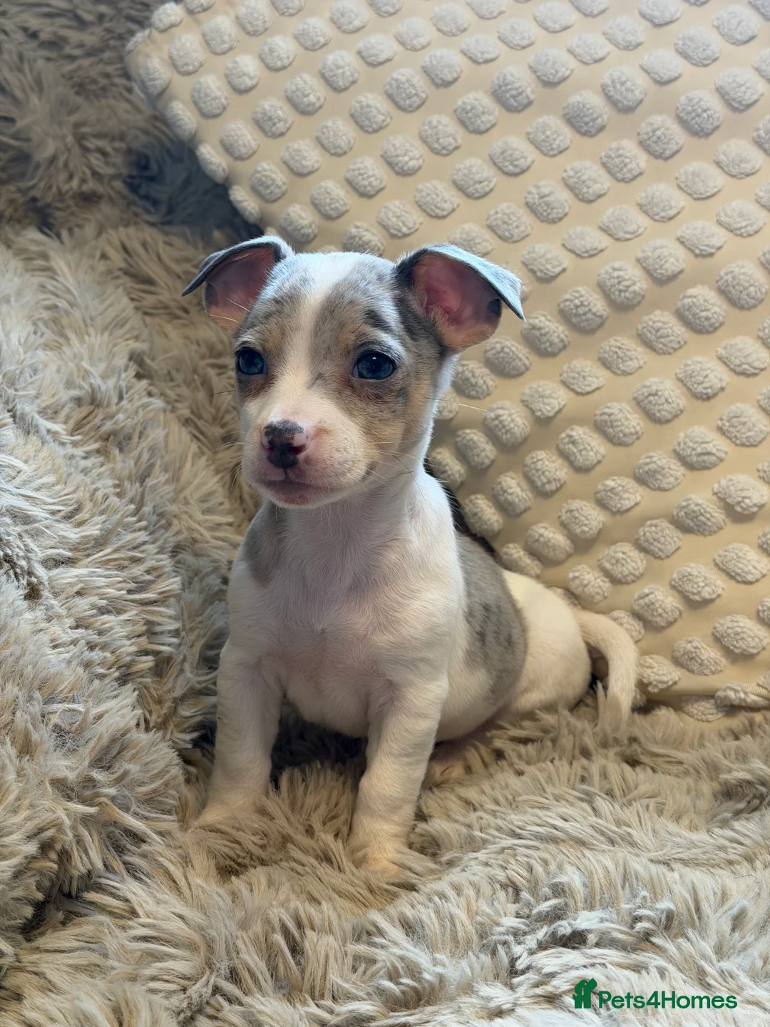 Jack Russell dogs for sale: Miniature Rare Coloured imported line JR babies  - Advert 8