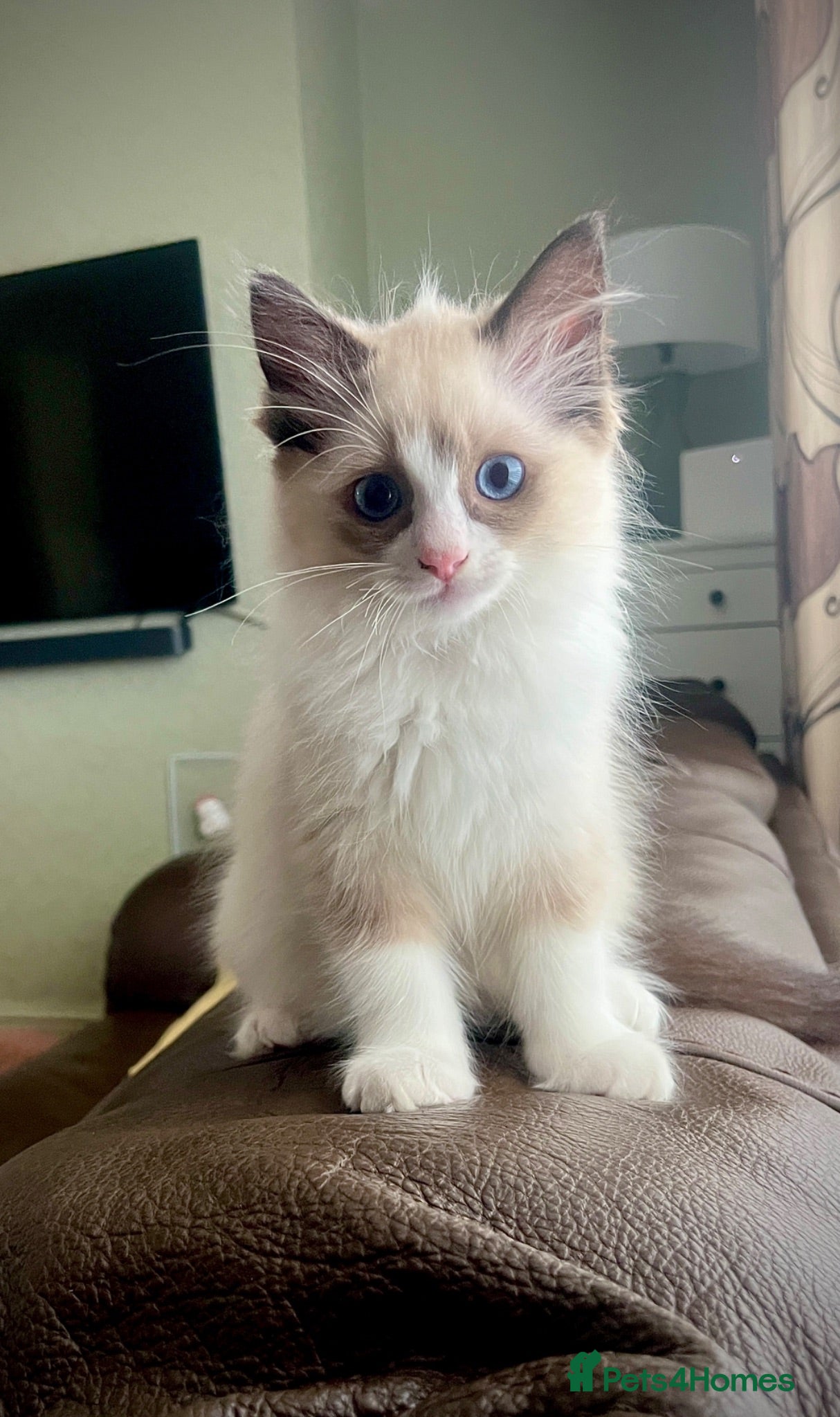 Ragdoll cats GCCF Registered Ragdoll Kittens  - Advert 1