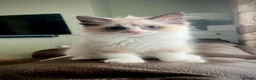 Ragdoll cats for sale: GCCF Registered Ragdoll Kittens  - Advert 7