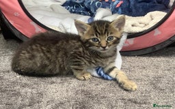 Mixed Breed cats for sale: Siberian x British Shorthair Kittens 💞 - Image 11