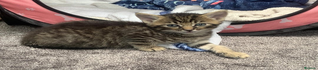 Mixed Breed Kitten 4