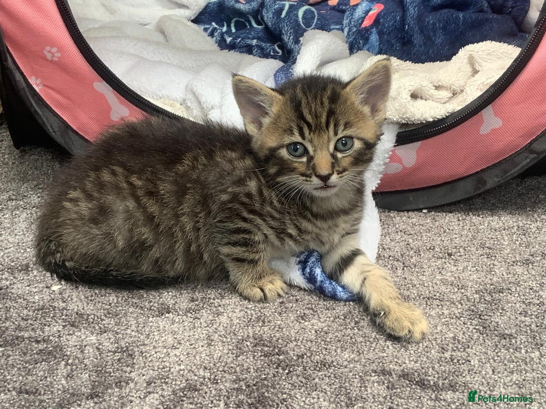 Mixed Breed cats for sale: Siberian x British Shorthair Kittens 💞 - Image 11