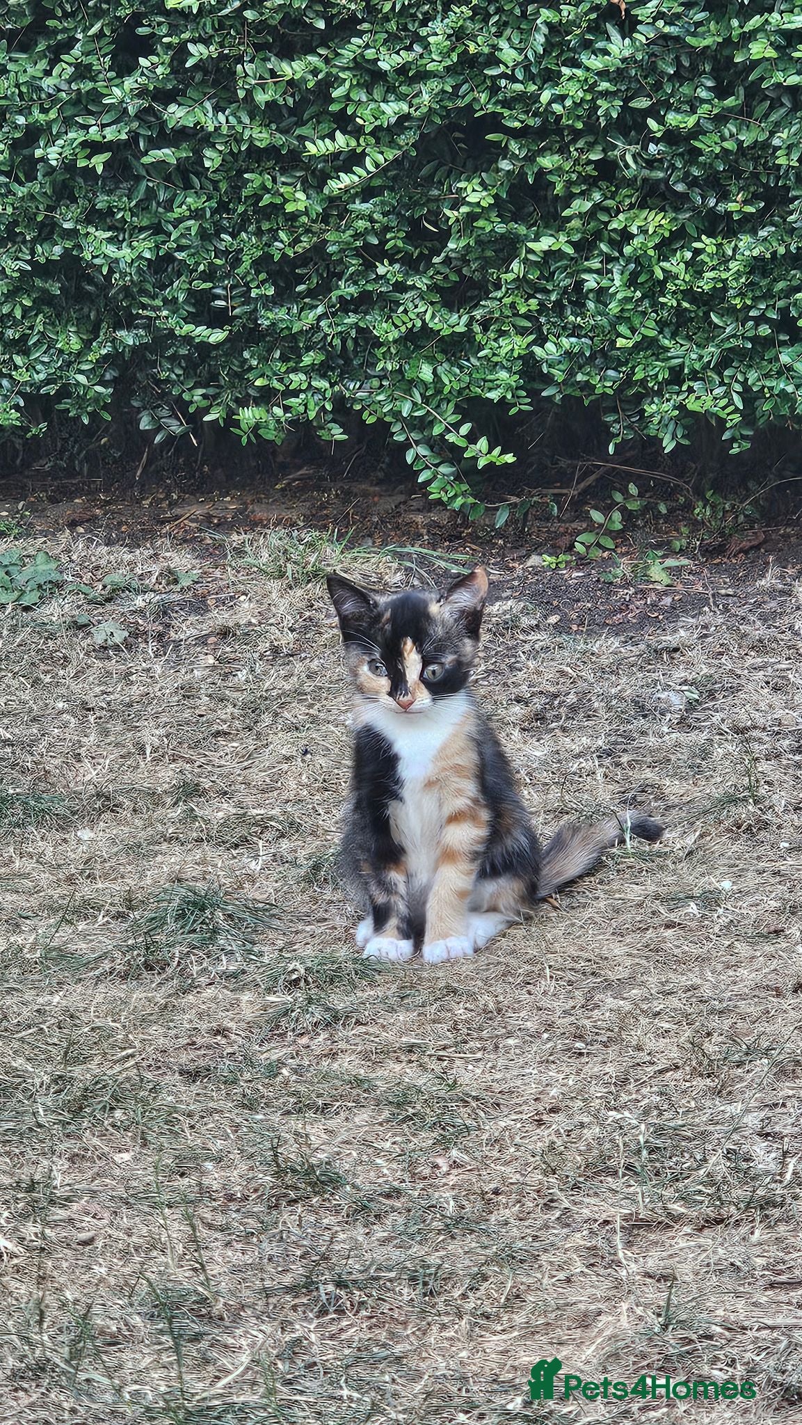 Mixed Breed cats Ragdoll mix with ginger - Advert 1