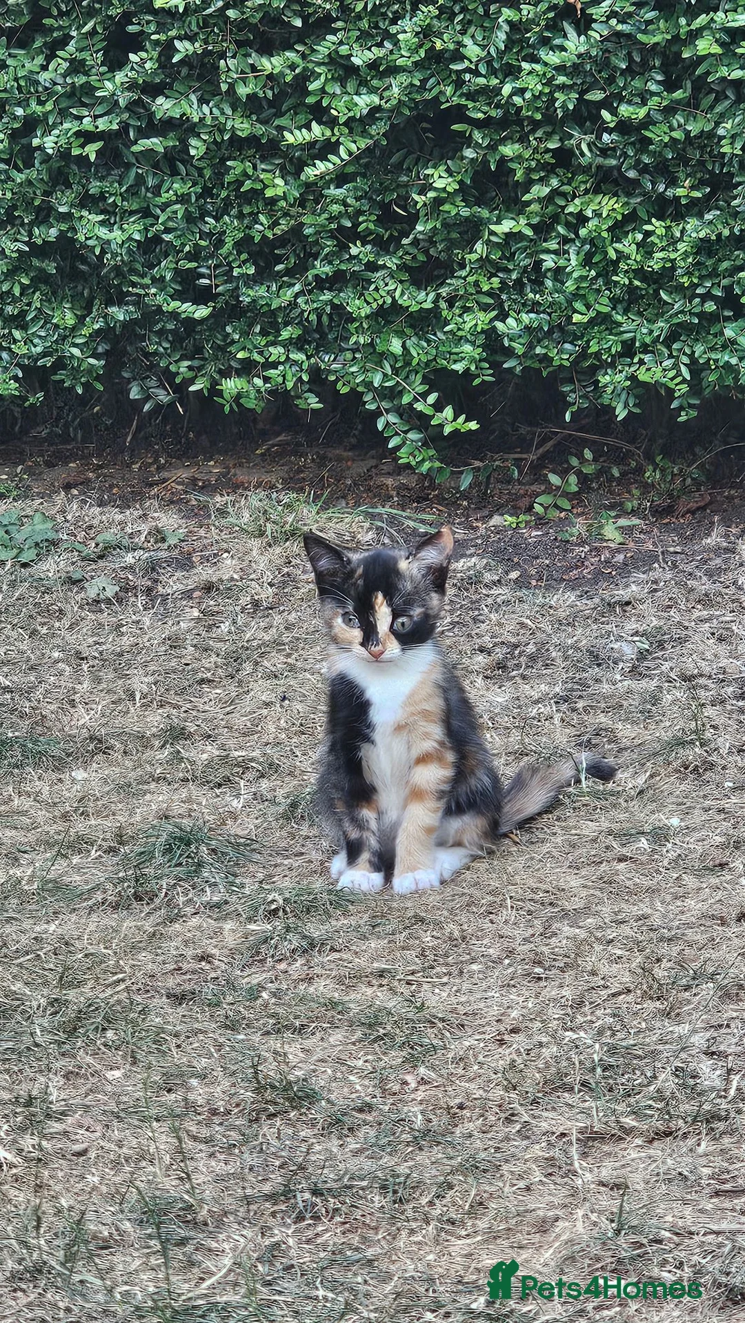 Mixed Breed cats for sale: Ragdoll mix - Advert 1