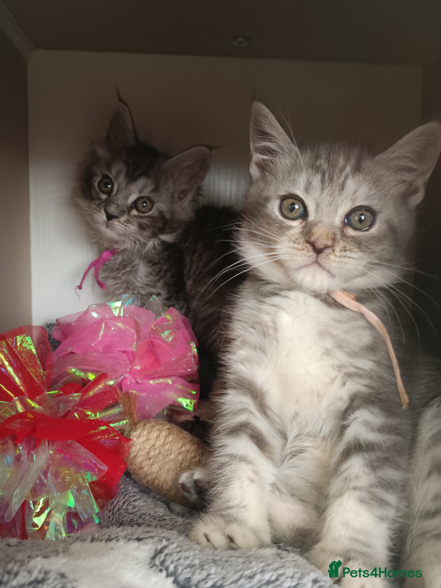 Maine Coon cats Stunning Maine Coon Kittens ONLY 2 GIRLS LEFT ✨😻 - Advert 2