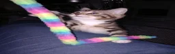 Mixed Breed cats for sale: Tabby female in Bishop Auckland - Advert 12