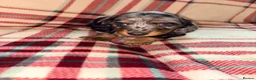 Dachshund dogs for sale: Quality Dachunds - Advert 6