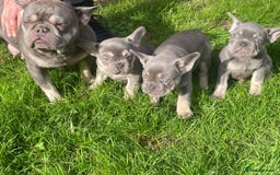 French Bulldog dogs for sale: 💕 READY NOW KC REGISTERED 💕 - Image 8
