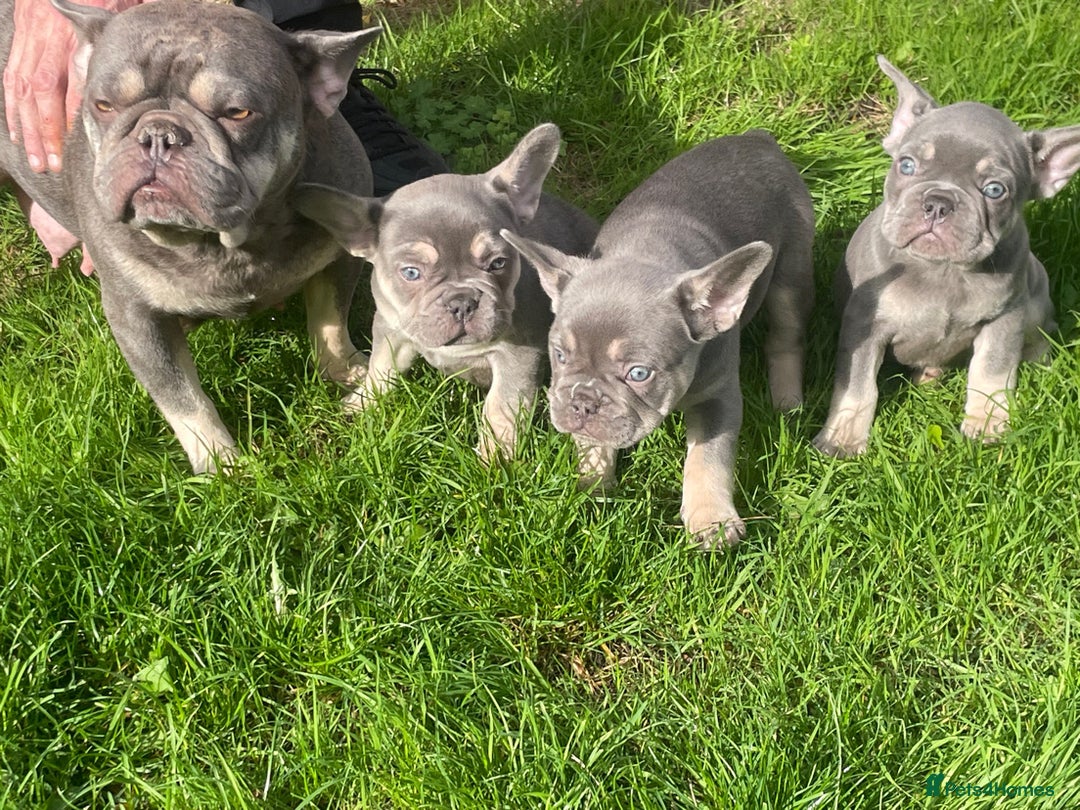 French Bulldog dogs for sale: 💕 READY NOW KC REGISTERED 💕 - Image 8