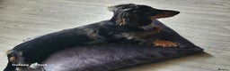 Dachshund dogs for sale: TWO DAUSHUNDS - Advert 29