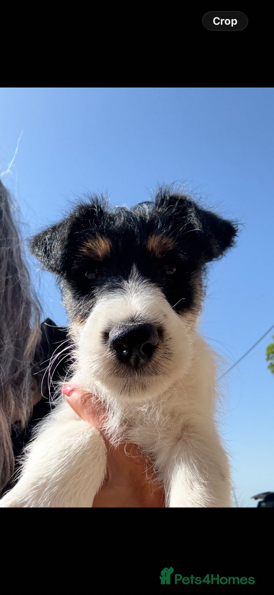 Fox Terrier dogs One gorgeous boy left ready now  - Advert 2