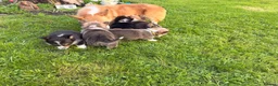 Welsh Corgi Pembroke dogs for sale: Kc pembroke corgi puppies - Advert 10