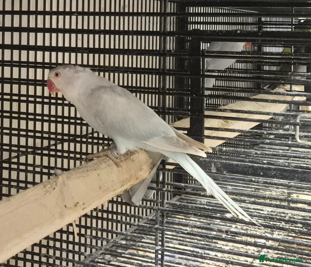 Mixed Breed birds for sale: Cage n aviary birds  - Advert 21