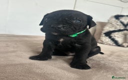 Cane Corso dogs for sale: Pure breed cane corso  - Image 4