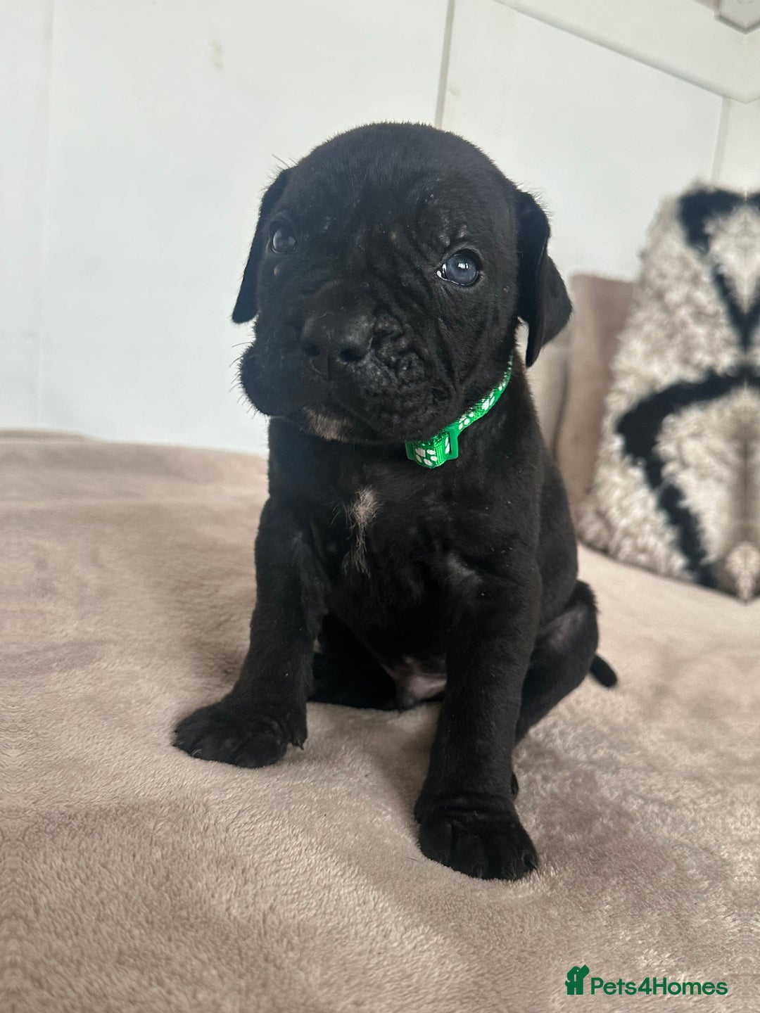 Cane Corso dogs for sale: Pure breed cane corso  - Image 4