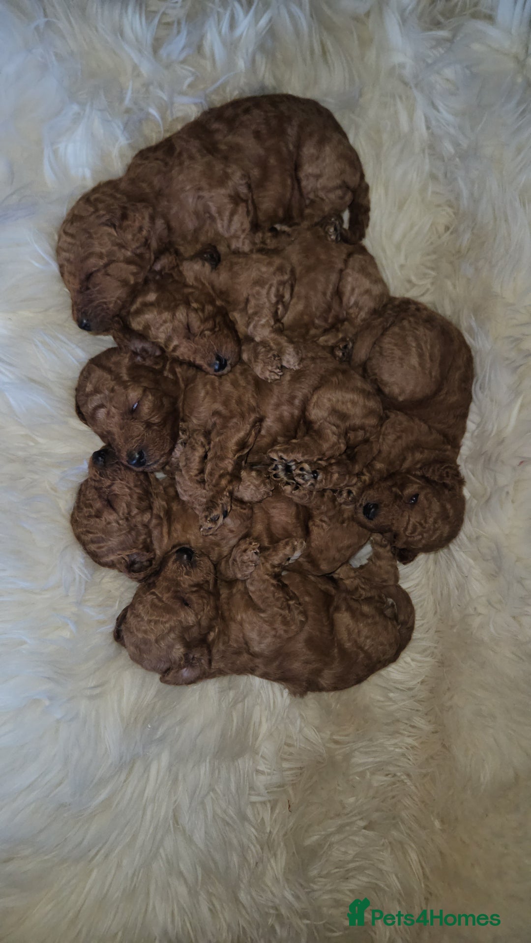 Miniature Poodle dogs for sale: Adorable miniature poodle puppies - Advert 8