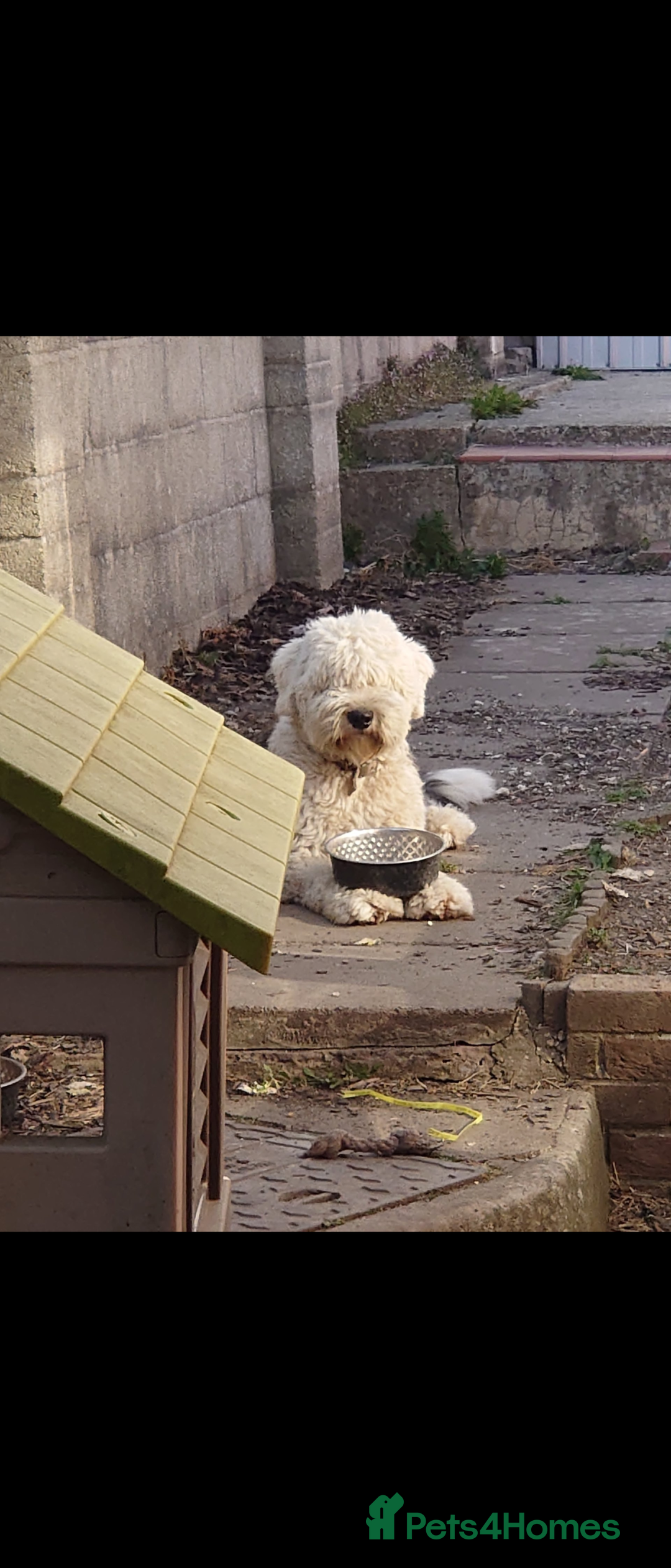 Old English Sheepdog dogs for sale: Old English sheepdog  - Advert 2