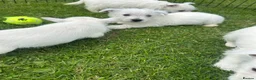 West Highland Terrier dogs for sale: West highland terrier  in Northallerton - Advert 22