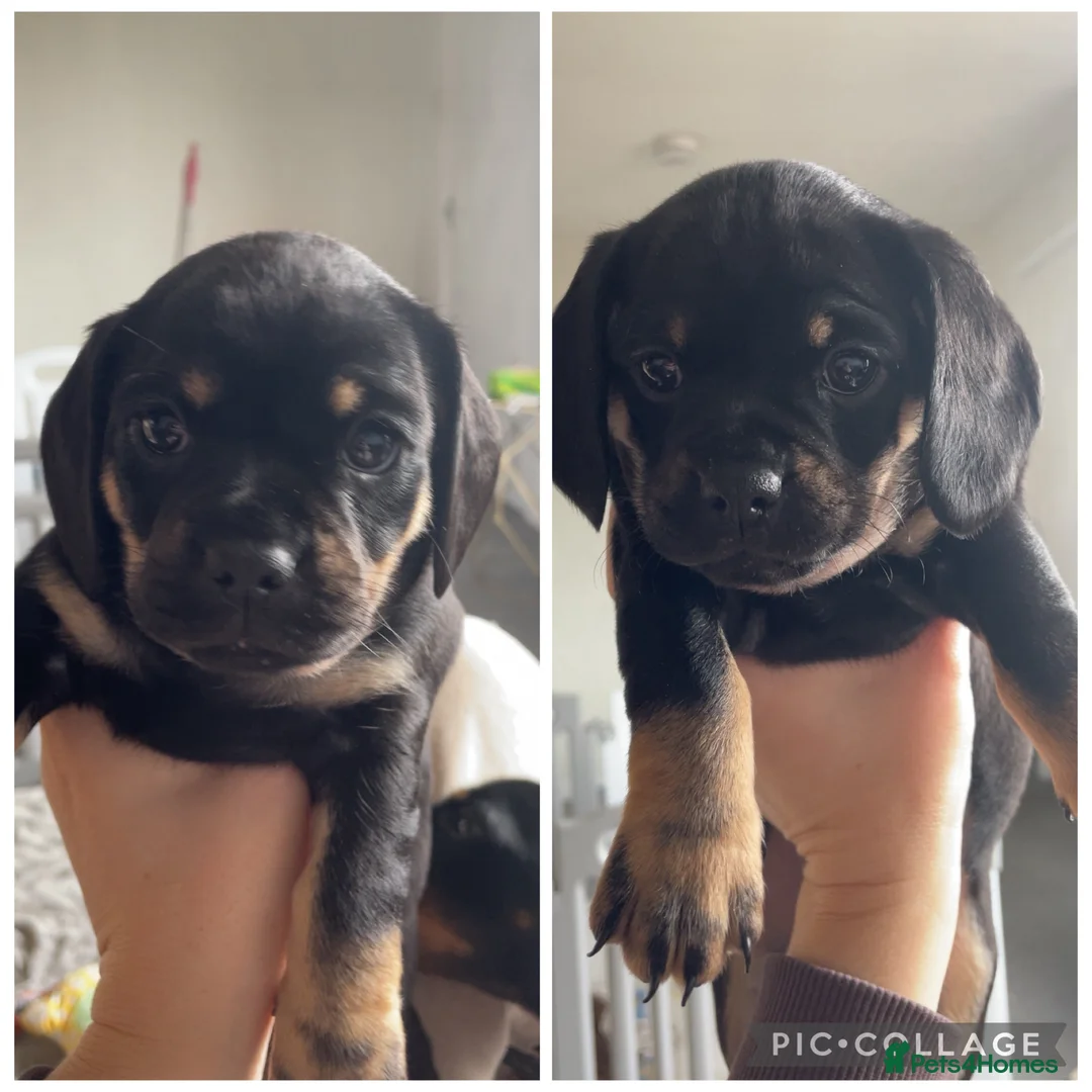 Mixed Breed dogs for sale: Beautiful litter of Daugs - Advert 1