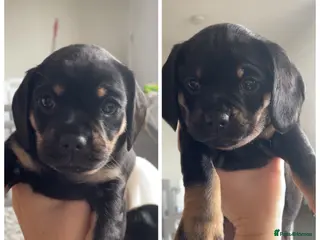 Mixed Breed dogs Beautiful litter of Daugs - Advert 9