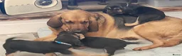 Bloodhound dogs for sale: Bloodhound Puppies - Advert 12