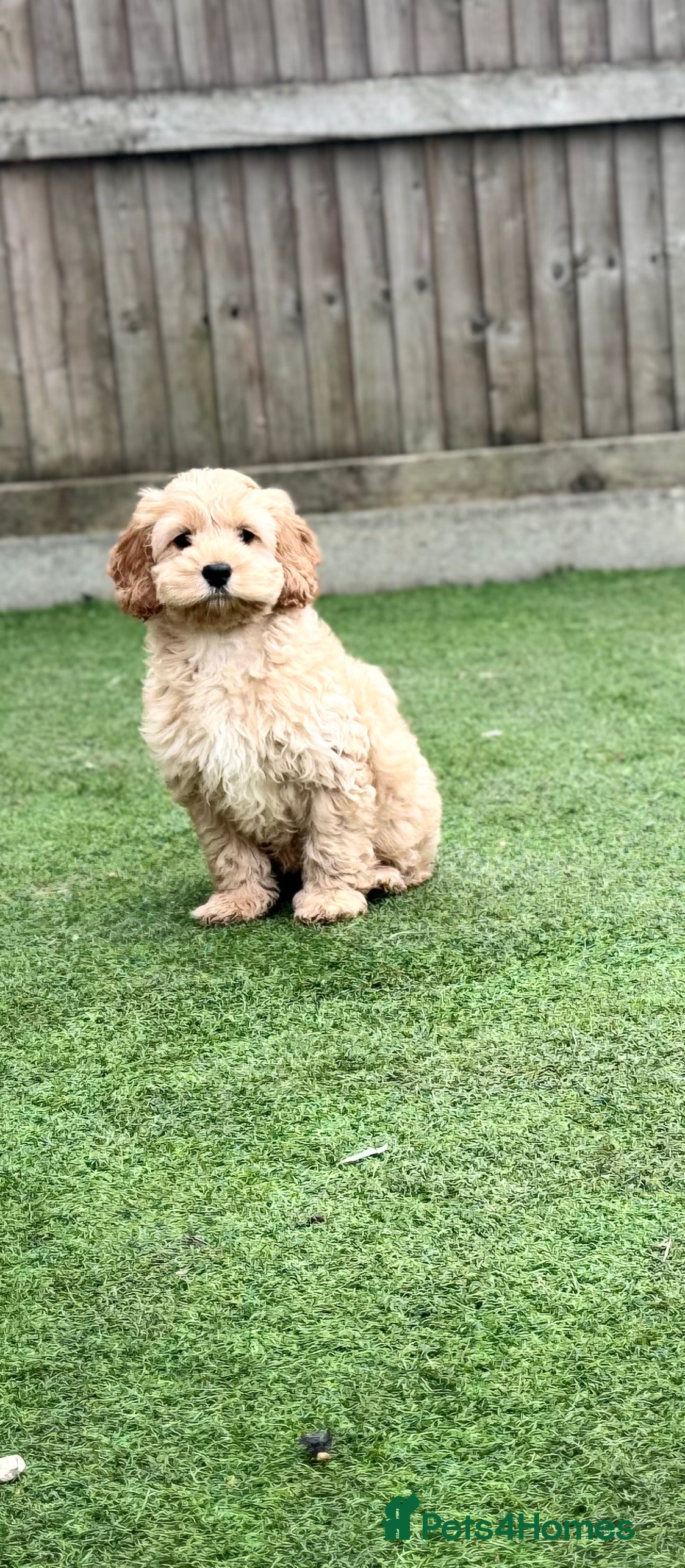 Cavapoo dogs Adorable Cavapoos – 1 Boy, 3 Girls - Advert 8