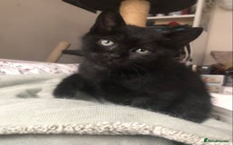 Mixed Breed cats for sale: Adorable kittens for sale! - Advert 2