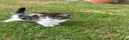 Mixed Breed cats for sale: 4 gorgeous fluffy and friendly kittens! - Advert 15